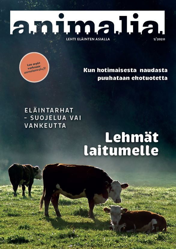 Animalia-lehden 1/2020 kansikuva, jossa on lehmiä laitumella.