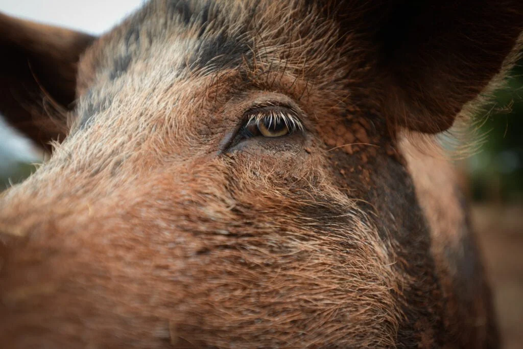 Kuukausilahjoitus eläimille on tapa sitoutua muutokseen eläinten hyväksi. Kuvituskuva ruskeasta siasta. äkyy sian silmä ja naama.