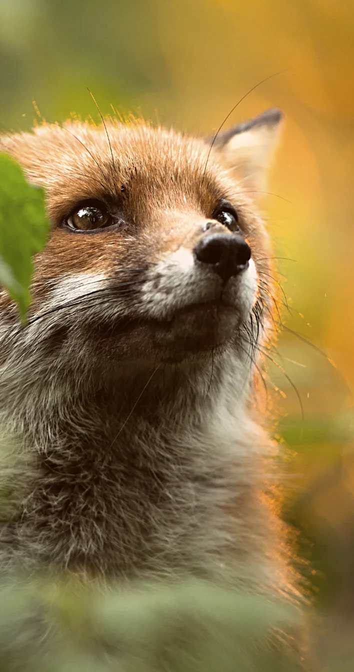 Kuukausilahjoitus eläimille antaa mahdollisuuden tulevaisuuteen. Kuvituskuva.