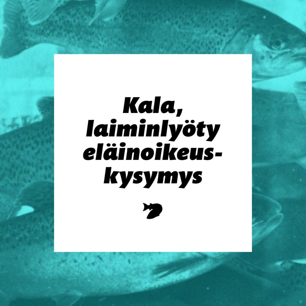 Eläinoikeusraportti 2023 – Kala, laiminlyöty eläinoikeuskysymys.