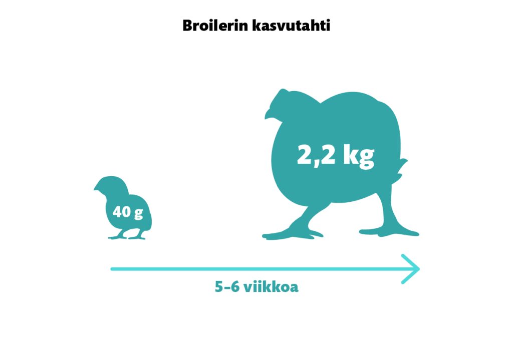 Broilerin kasvutahti: 40 grammasta 2,2 kiloon 5–6 viikossa. 