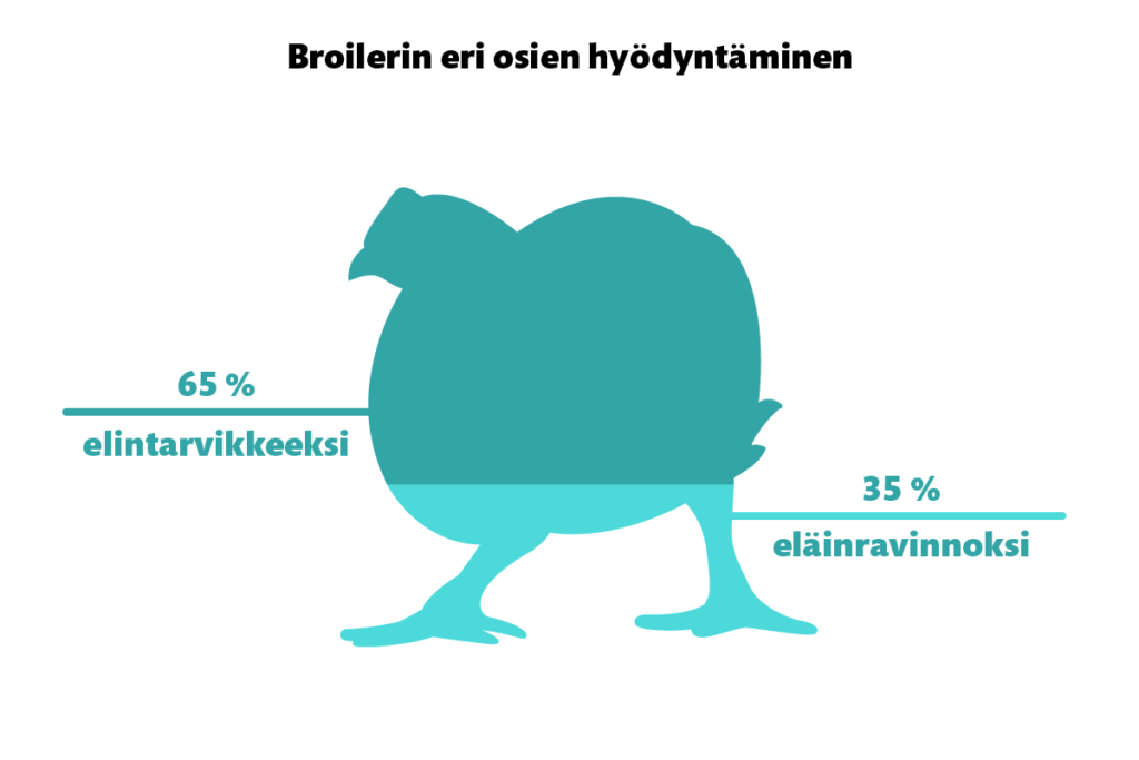 Broilerin eri osien hyödyntäminen: 65 % elintarvikkeeksi, 35 % eläinravinnoksi.
