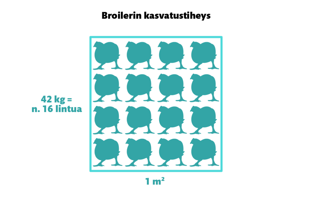 Broilerin kasvatustiheys: 42 kiloa = 16 lintua yhdellä neliömetrillä. 