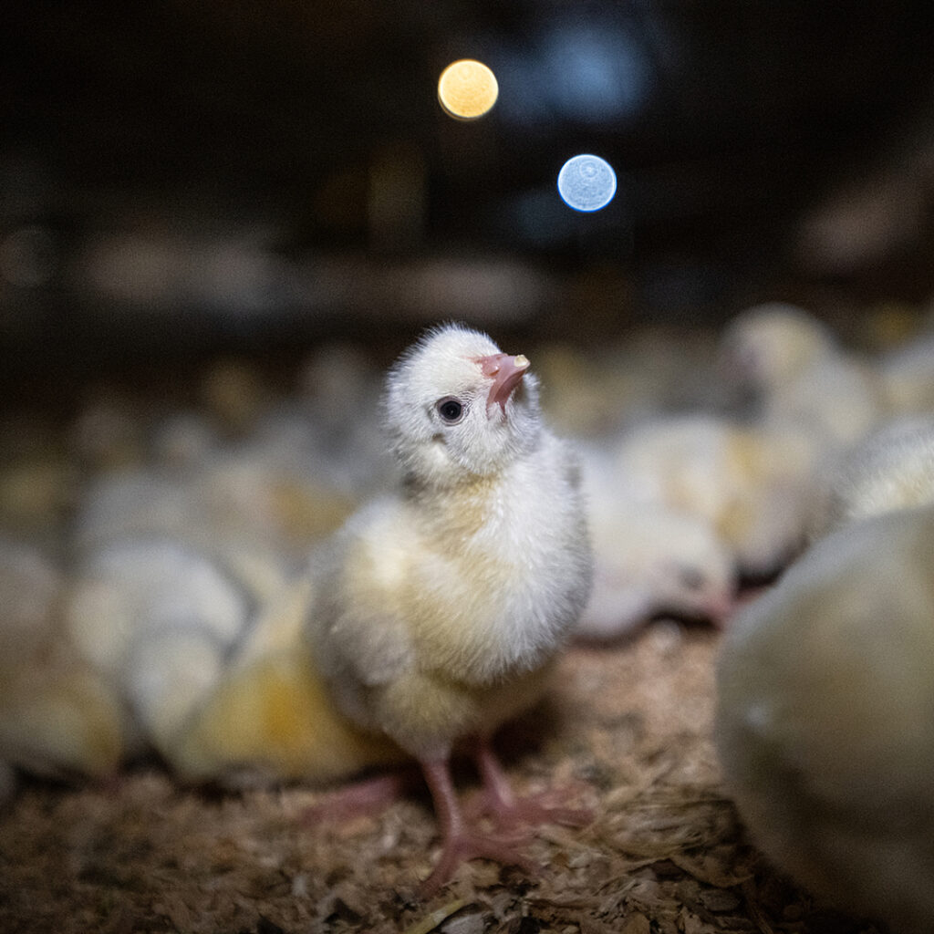 Utelias pieni broileri katsoo kohti kaneraa pää kallellaan. Kuva: Jo-Anne McArthur / Animal Equality / We Animals.