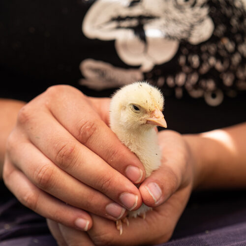 Pieni tipu turvassa ihmisen käsissä. Kuva: Kelly Guerin / We Animals.