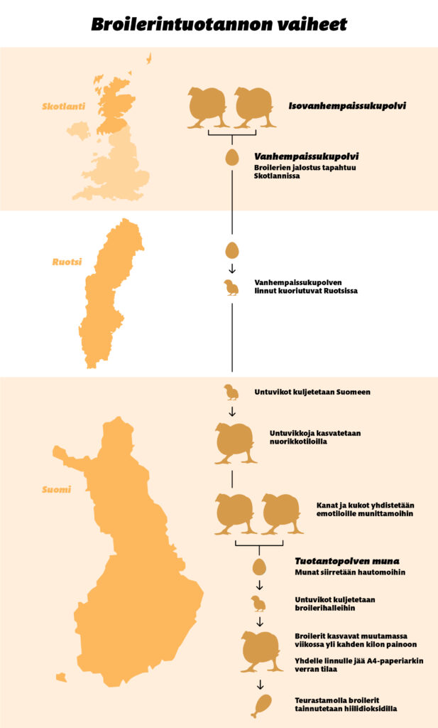 Grafiikka broilerin tuotantoketjun vaiheista Skotlannista Suomeen.
