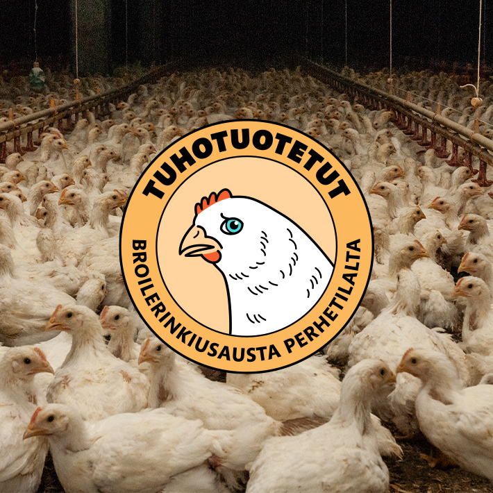 Broilerimeri kasvatushallin lattialla