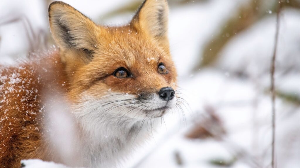 kettu katsoo ylöspäin talvisessa maisemassa