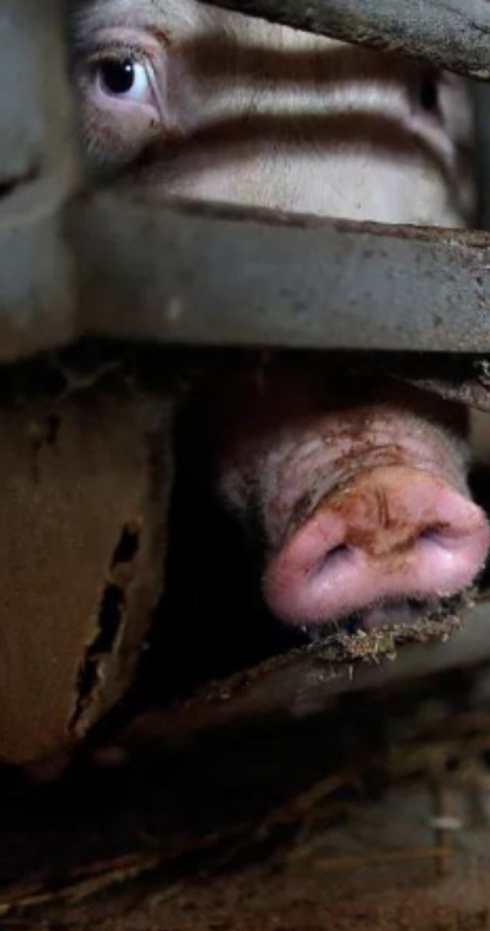 sika-katsoo-karsinan-raosta