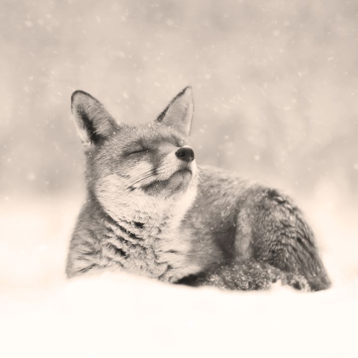 Joulurauhaa- aineeton-lahja