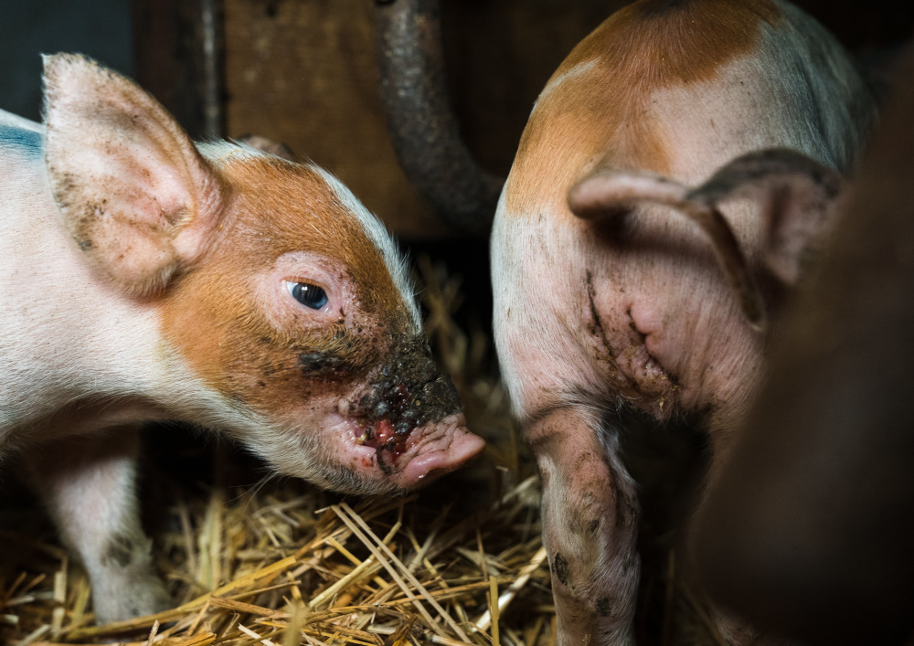 Kaksi ruskeankirjavaa porsasta seisoo karsinassa. Toisella on kastraatiohaava takajalkojen välissä, toisella on iso rupi kärsän päällä.