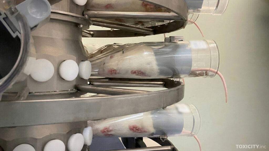 Rotat on laitettu hyvin ahtaisiin muovisuppiloihin, jotka estävät täysin niiden liikkumisen. Putkilon päässä olevan reiän kautta rotat pakotetaan hengittämään tutkittavaa ainetta.