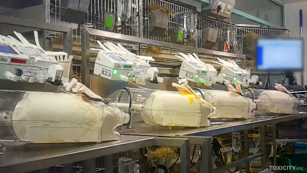 Useita kaneja on asetettu ahtaisiinn muoviputkiloihin, joissa ne eivät pysty lainkaan liikkumaan. Samaan aikaan niiden korvien verisuoneen annostellaan tutkittavaa ainetta.