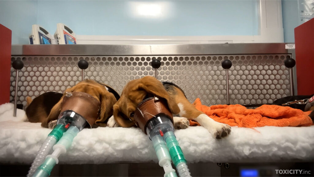 Kaksi beaglea myrkyllisyystutkimuskokeessa, jossa maskien kautta koirat pakotetaan hengittämään tutkittavaa ainetta.