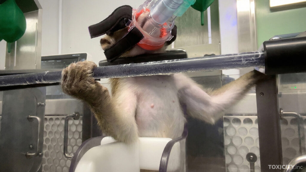 Makaki-apina on kiinnitetty telineeseen, joka estää sen liikkumisen. Apinan kasvoilla on maski, jonka kautta se pakotetaan hengittämään tutkittavaa ainetta.