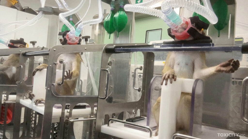 Makaki-apinat on kiinnitetty telineisiin, jotka estävät niiden liikkumisen. Apinoiden kasvoilla on maski, jonka kautta ne pakotetaan hengittämään tutkittavaa ainetta.