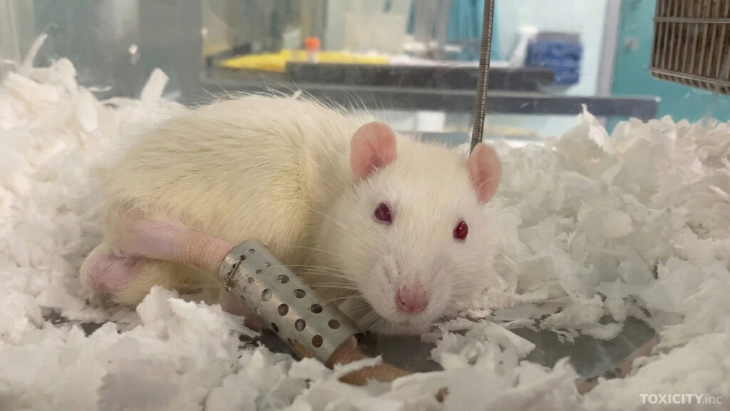 Rotan hännän verisuoneen on asennettu kanyyli, jonka kautta annostellaan tutkittavaa ainetta.