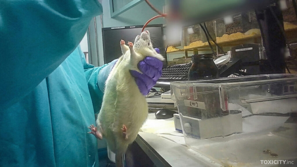 Rottaa puristetaan niskanahasta samaan aikaan kun sen ruokatorven kautta työnnetään annosteluletkua vatsalaukkuun. Letkun kautta annostellaan tutkittavaa ainetta.