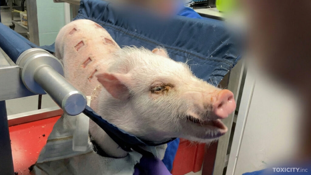 Sian selkään on leikattu neliönmuotoisia avoimia haavoja, joihin levitetään tutkittavaa ainetta.