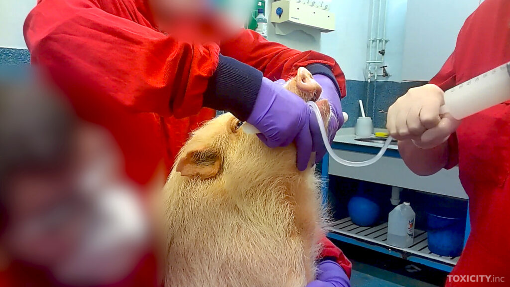 Sian ruokatorven kautta työnnetään letku sen vatsalaukkuun. Letkun kautta annostellaan tutkittavaa ainetta sian vatsalaukkuun.