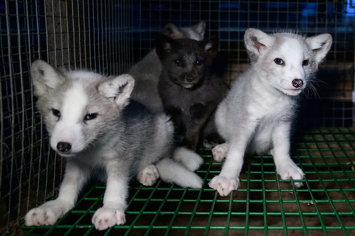 New survey: Only 2% of Finns in the fur farming region consider fur farming as an important employer in the future - Animalia